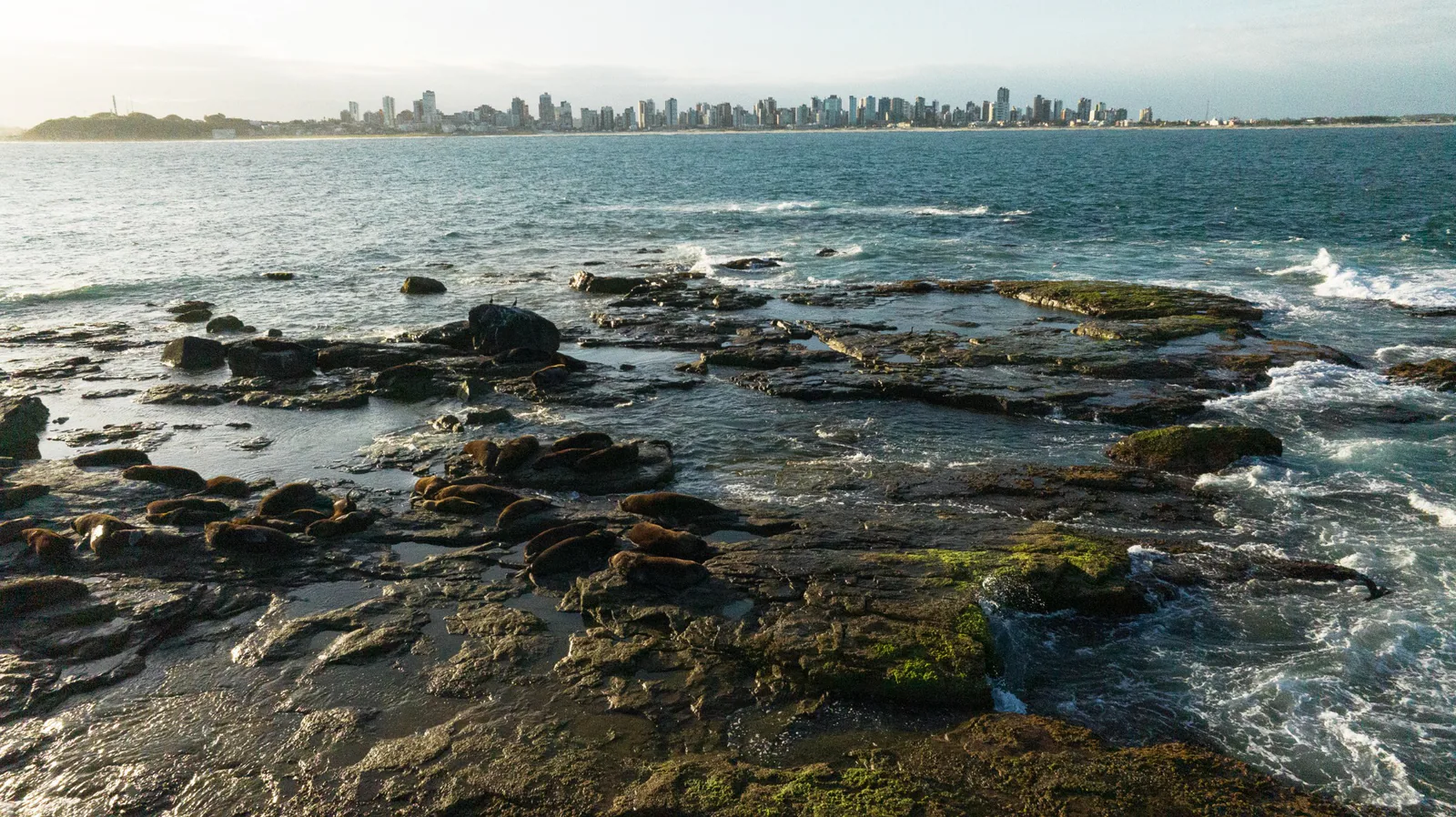 Ilha dos Lobos com mamíferos marinhos nas rochas e a cidade de Torres ao fundo