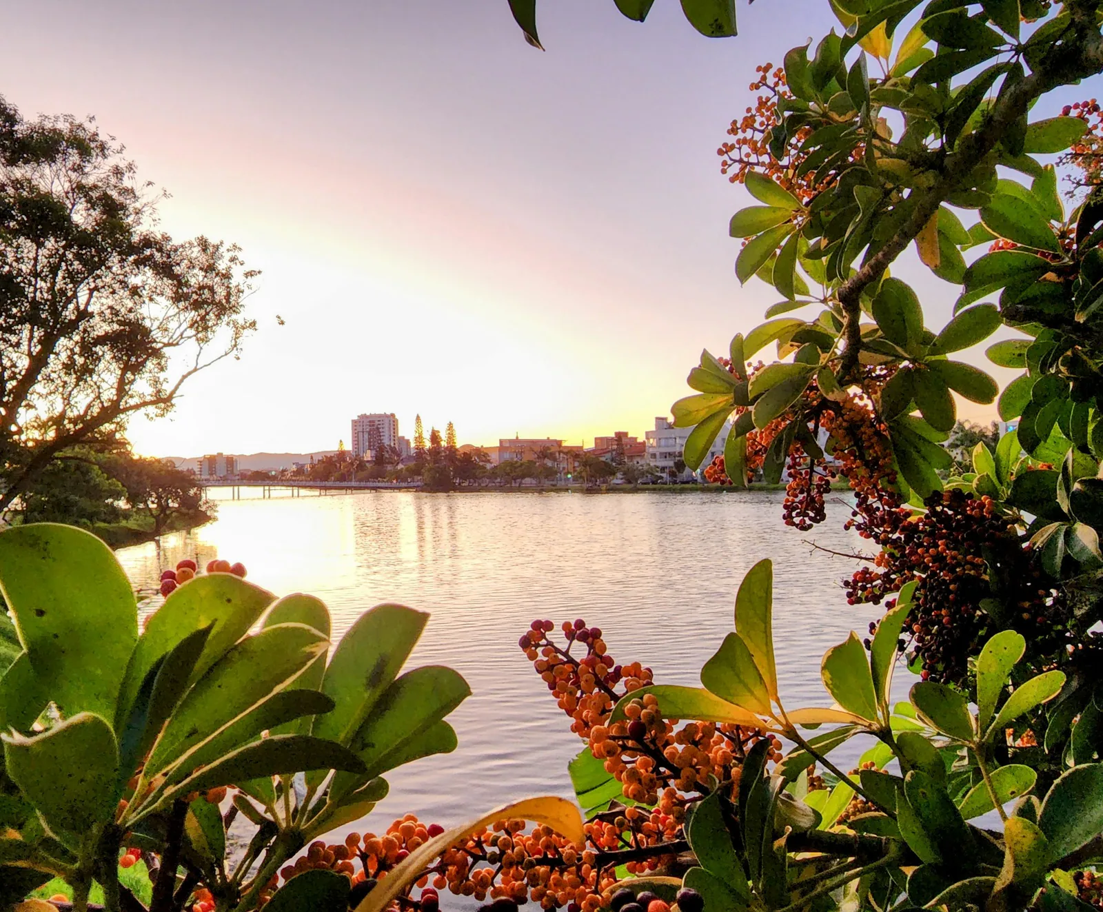 Flores e folhagens em primeiro plano, com a Lagoa do Violão ao pôr do sol