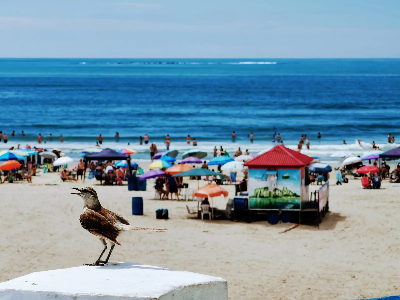 Pájaro en primer plano frente a Praia Grande, con un quiosco, bañistas y el mar al fondo
